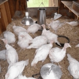 Kako uzgajati ćurke od 0 do 4 mjeseca kod kuće, temperaturni uslovi za uzgoj